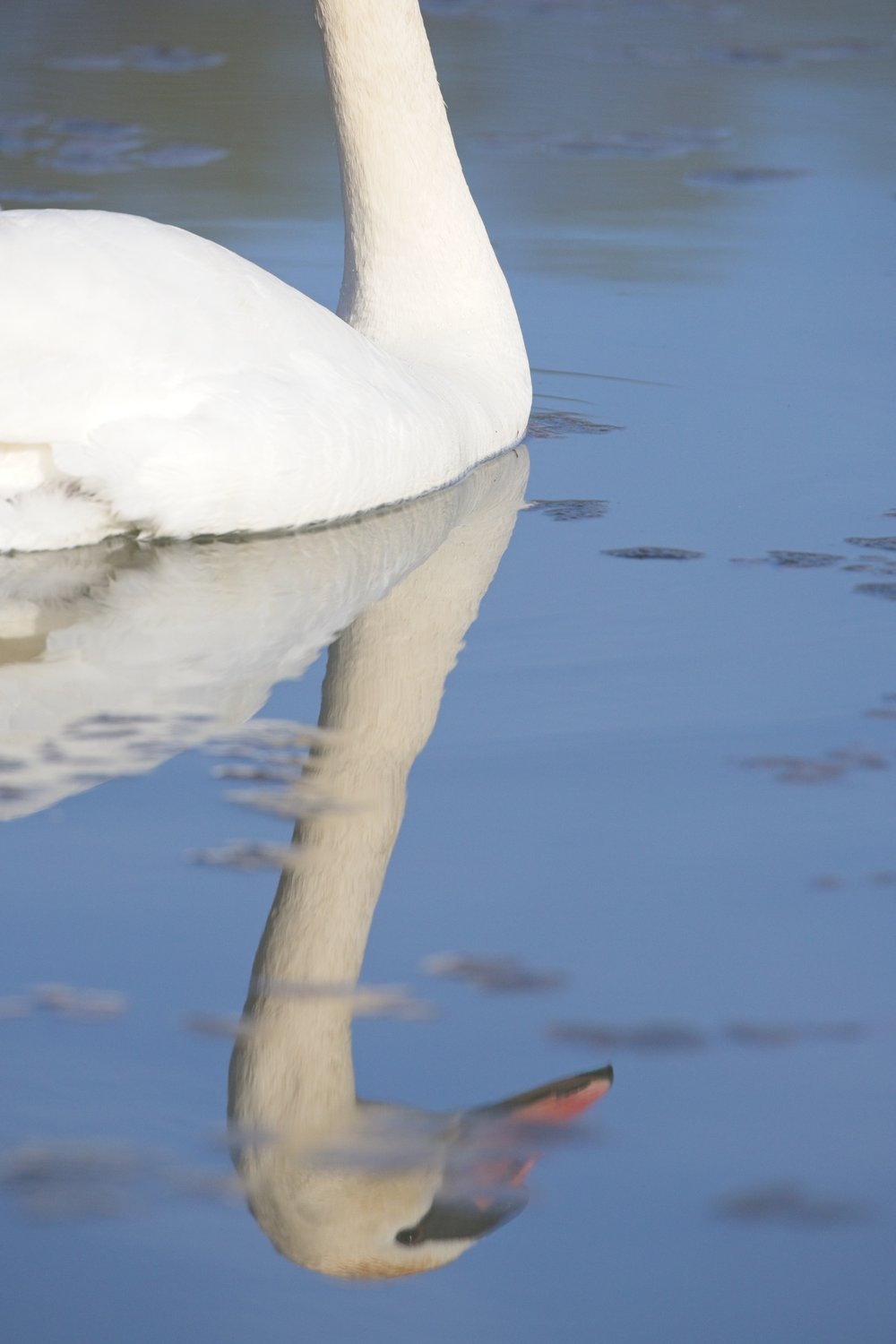 A white bird, likely a swan, floats on calm, blue water. The image captures the graceful curve of its neck and its clear, elongated reflection visible beneath the rippling surface.
