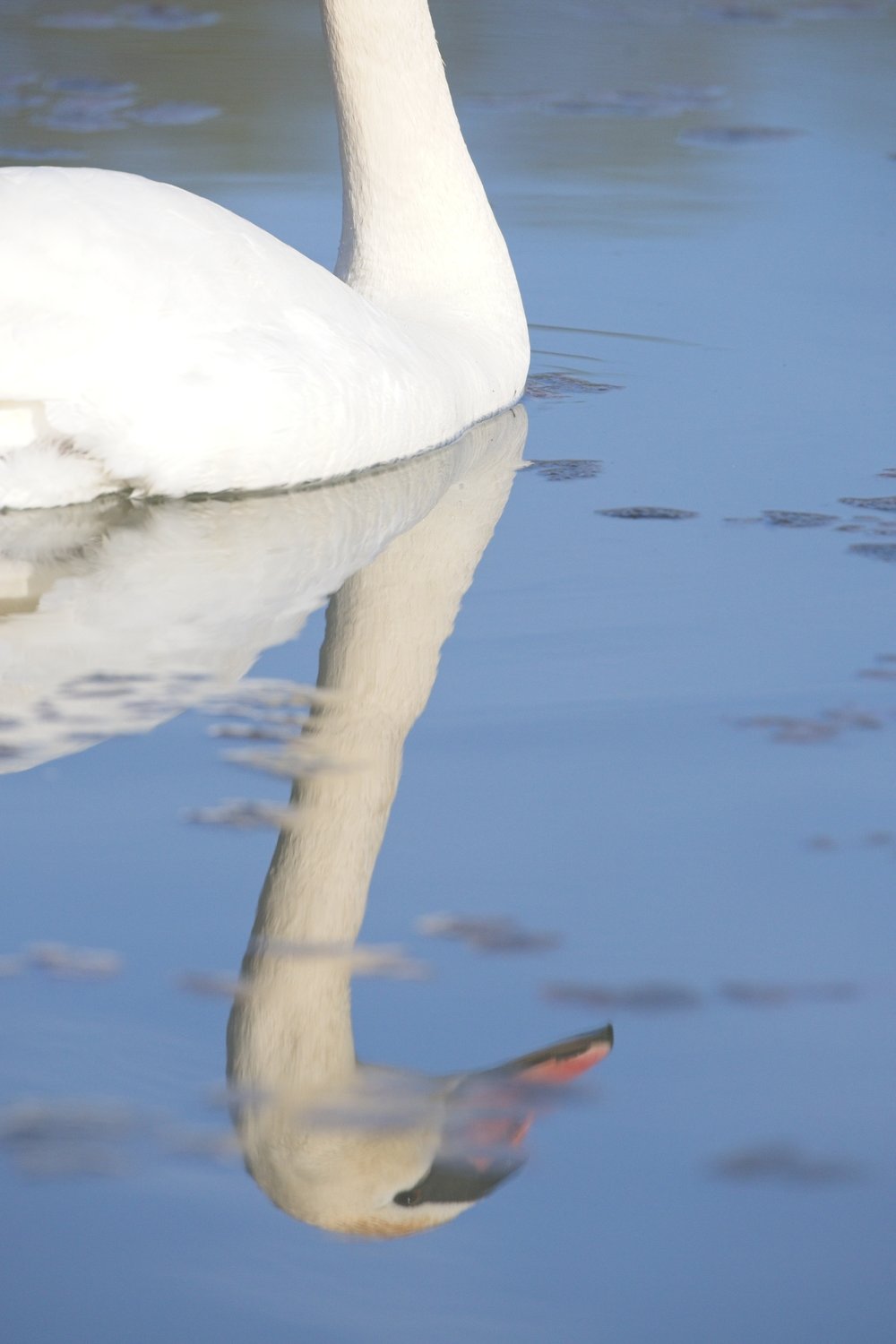A white swan floats on calm, blue water, showcasing a clear and symmetrical reflection of its body and beak on the surface.