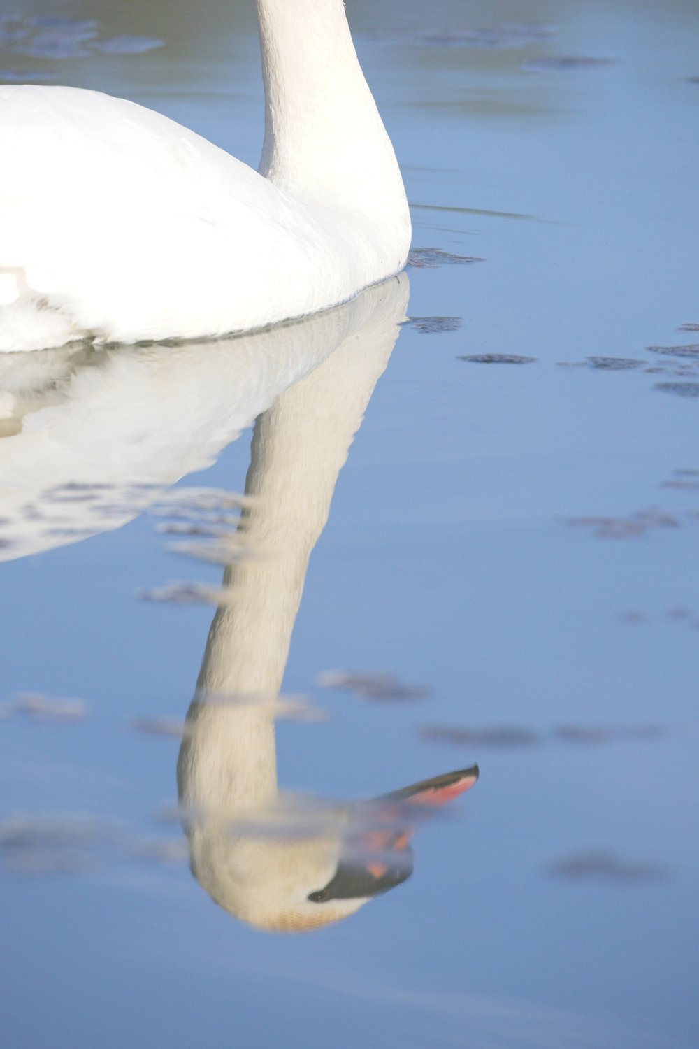 A white swan floats on calm water, with its clear and striking reflection visible on the still water's surface.