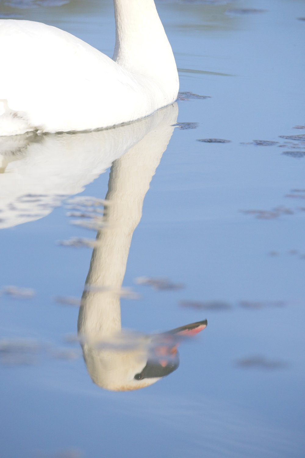 A white swan floating on calm blue water, with the image focusing on the swan's clear reflection visible beneath the surface.