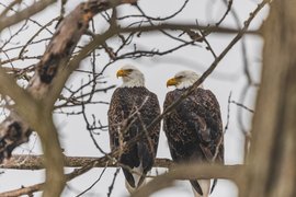 Two bald eagles are perched side-by-side on a thick branch, dominating the center of the frame. The scene is heavily framed by numerous out-of-focus, bare branches in the foreground, set against a muted, overcast sky.