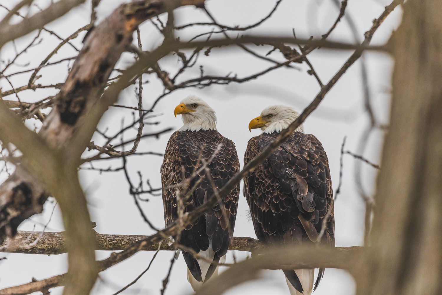Two large birds, likely bald eagles, are perched together on a horizontal branch. The scene is heavily framed by numerous out-of-focus, leafless branches in the foreground, set against a bright, overcast sky.