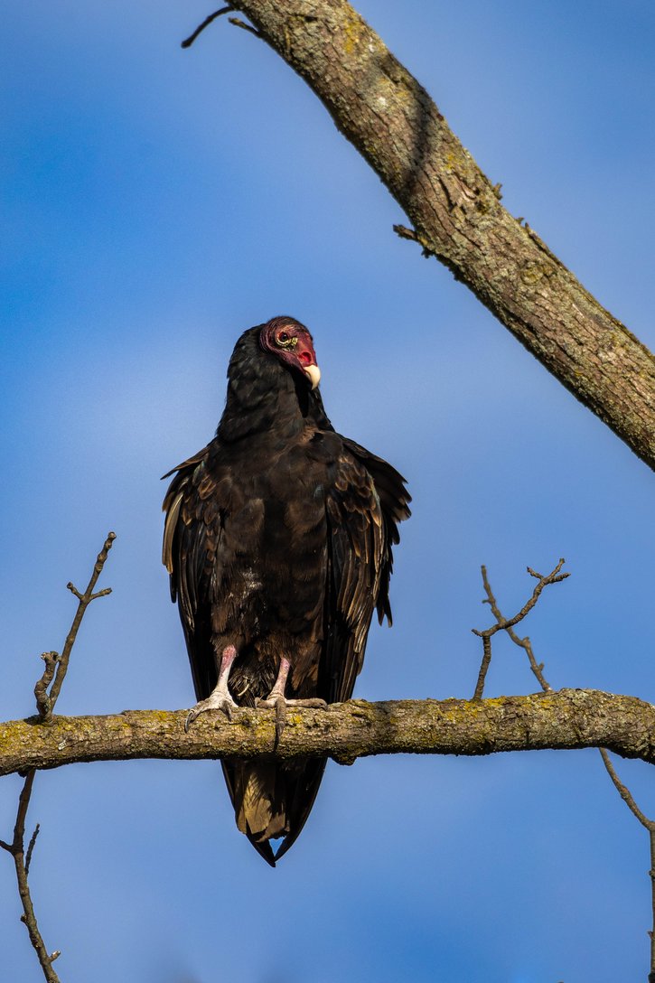 A dark bird, possibly a raven or crow, is perched on a thick horizontal tree branch. The scene is set against a clear blue sky, and a prominent diagonal branch frames the right side of the composition.
