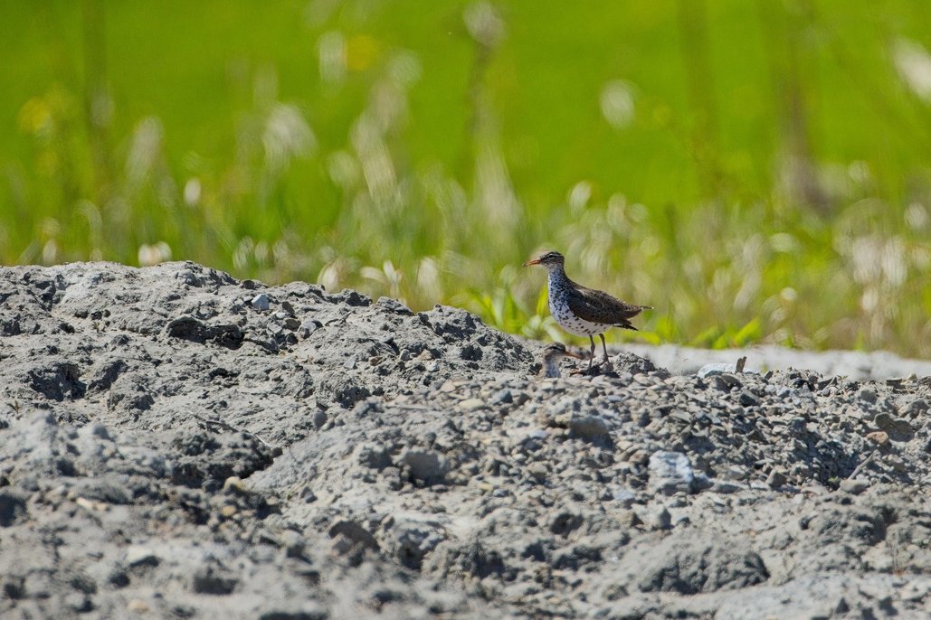 A small, dark bird is perched on a mound of rough, gray earth. The background is a bright, soft-focus expanse of vibrant green foliage, indicating an outdoor natural setting.