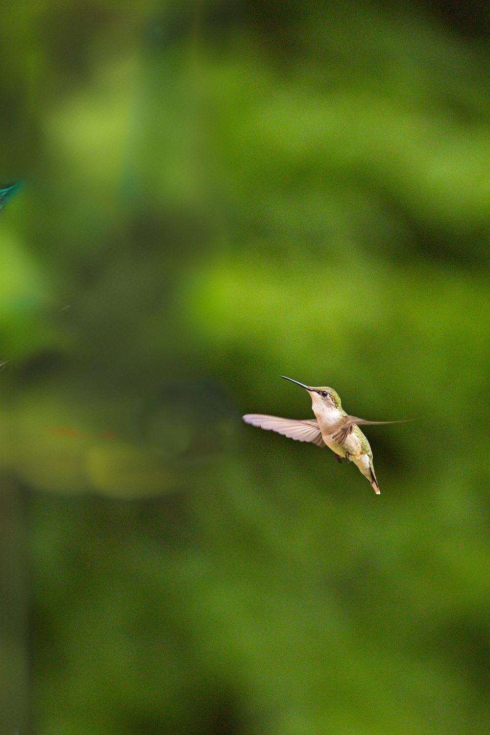 A photograph captures a hummingbird in mid-flight against a deeply blurred, verdant green background, suggesting a natural, lush outdoor setting.