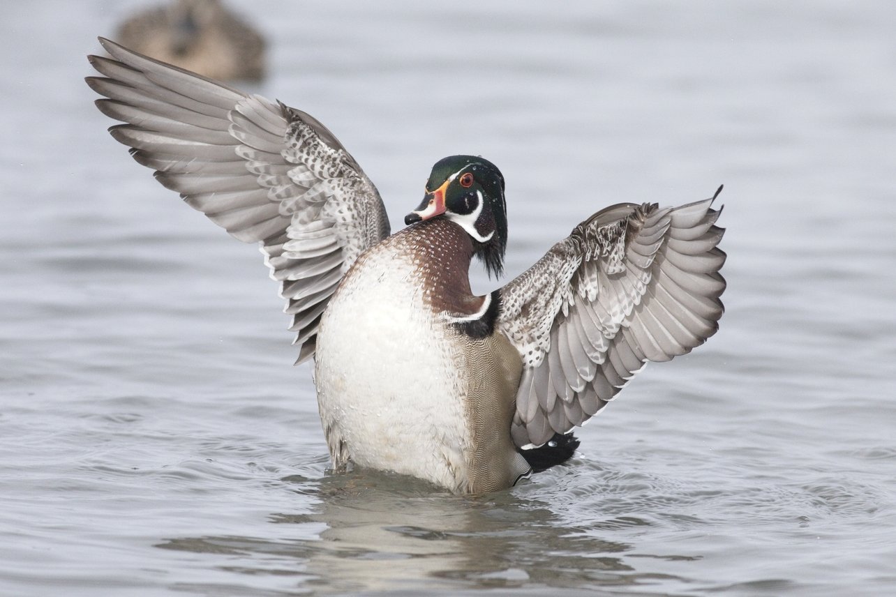 A goose or large waterfowl is captured swimming on calm, grey water with its expansive wings fully spread. The bird displays distinct black and white plumage and appears dynamic as it navigates the water.