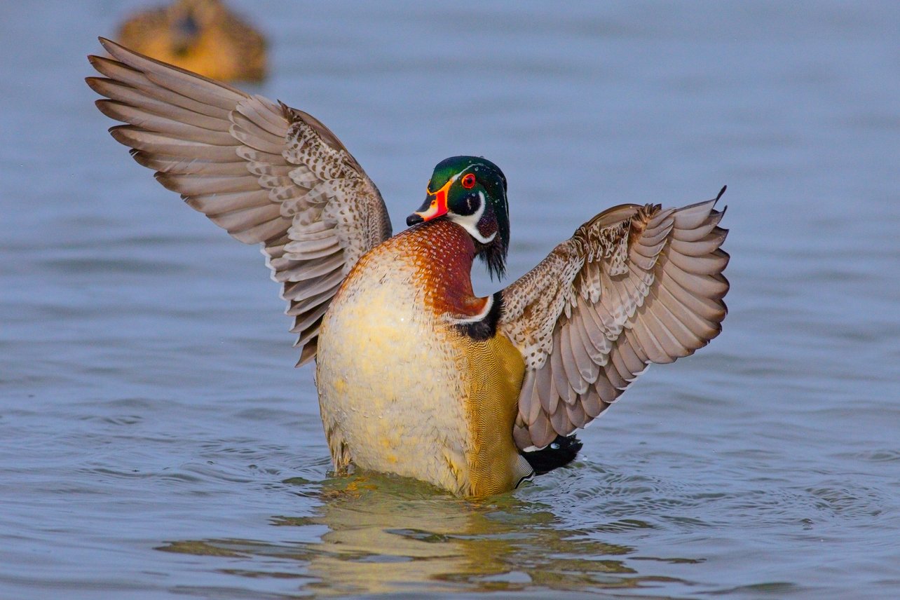 A striking photograph of a waterfowl, likely a duck, featuring bright yellow plumage and dark head markings. The bird is actively floating on calm water with its patterned wings fully spread.